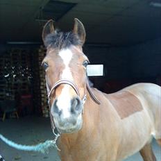 DSP Miss Tøsen *red*