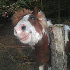 Anden særlig race Sir Ibrahim. 