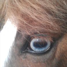 Anden særlig race Sir Ibrahim. 