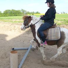 Anden særlig race Sir Ibrahim. 