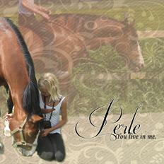 Welsh Cob (sec D) Merlyn Desert Pearl R.I.P 