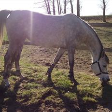 Arabisk fuldblod (OX) Miss Khenya <3 *Solgt*