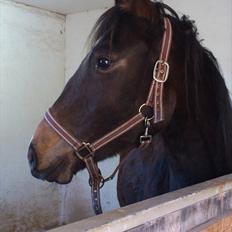 DSP Gødsbølgårds Pablo *himmelpony* <3