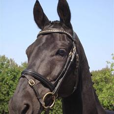 Dansk Varmblod Zippo