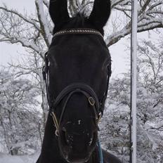 Dansk Varmblod Zippo