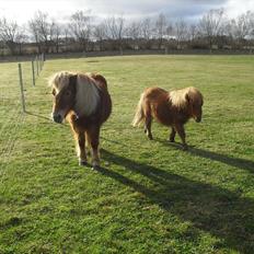 Anden særlig race Misty (min lillebror's)