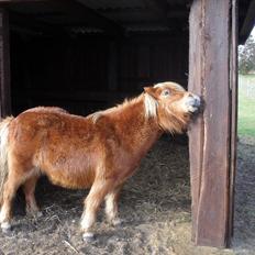 Anden særlig race Misty (min lillebror's)