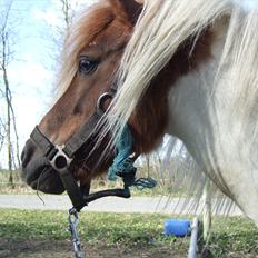 Shetlænder Lucas <333