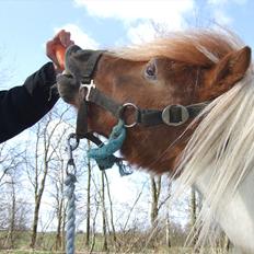 Shetlænder Lucas <333