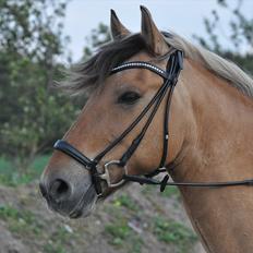 Anden særlig race Bianca (B1)