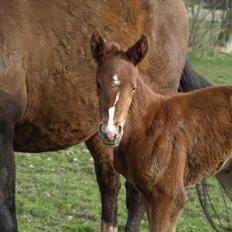 Knabstrupper Alaiiah Korsholm