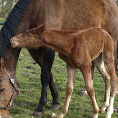 Knabstrupper Alaiiah Korsholm