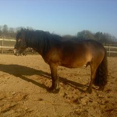 Anden særlig race Kastanje