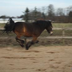 Anden særlig race Kastanje