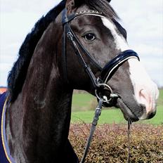 Hollandsk Varmblod Adisson