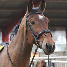 Hollandsk Varmblod Vicomte (Victor)