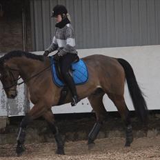 Hollandsk Varmblod Vicomte (Victor)