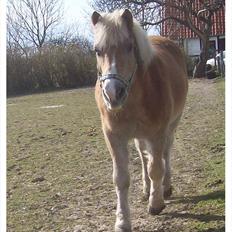 Tyroler Haflinger Nuser.