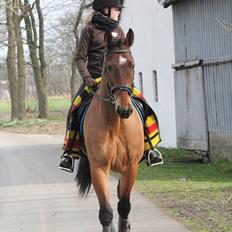 Hollandsk Varmblod Vicomte (Victor)