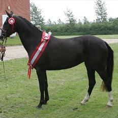 DSP Haahr's Gaia BRSDH