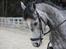 Hollandsk Sportspony Kylah W - You are the straw to my berry <3
Foto: Emma Sjelle