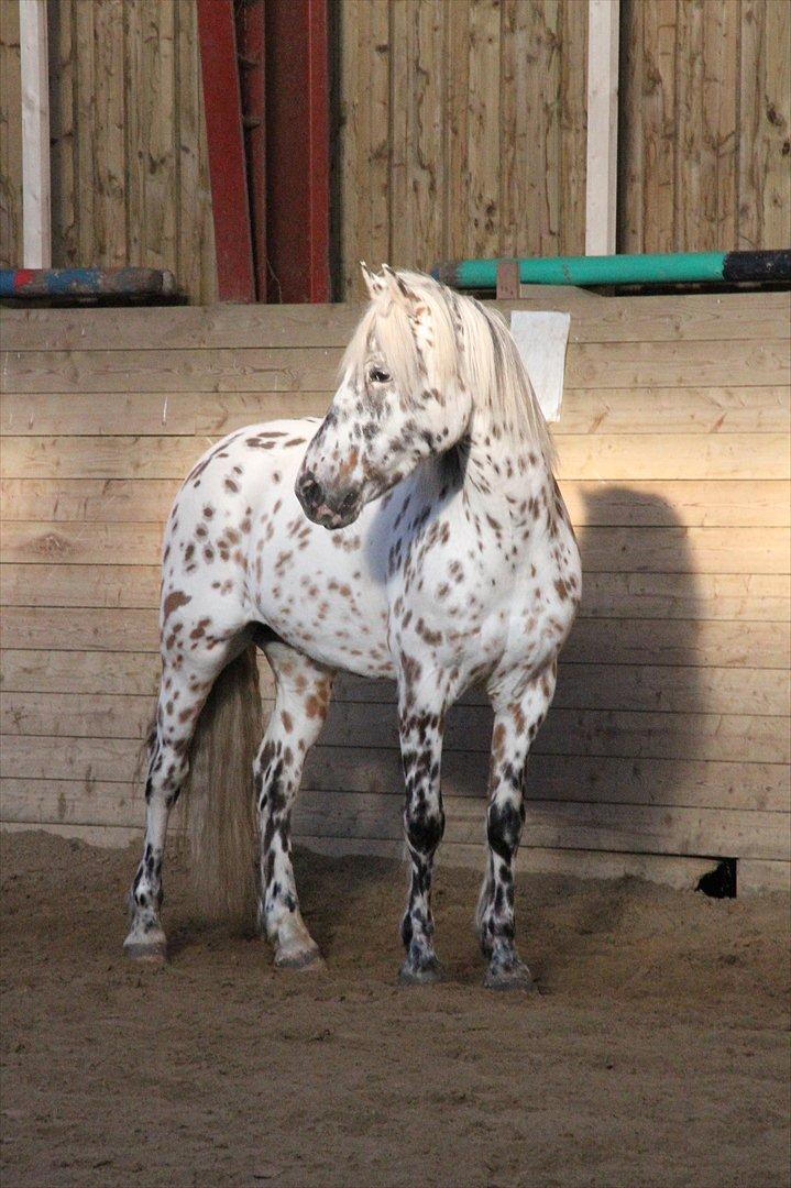 Appaloosa Collin-N - Min smukke, SMUKKE pony <33 billede 9