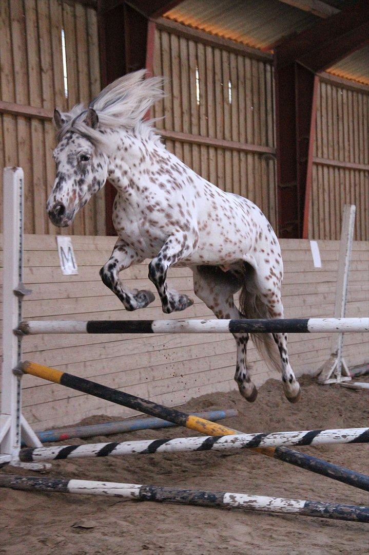 Appaloosa Collin-N - Løspringning :D  billede 12