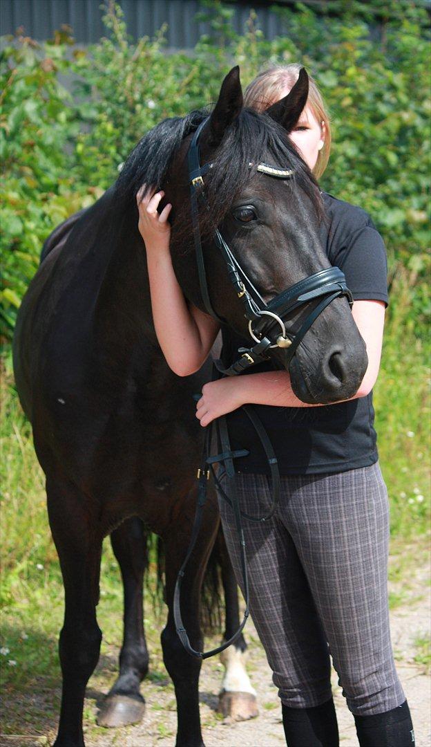 Welsh Cob (sec D) Carport's Chrysler - Dejlige pony. billede 18