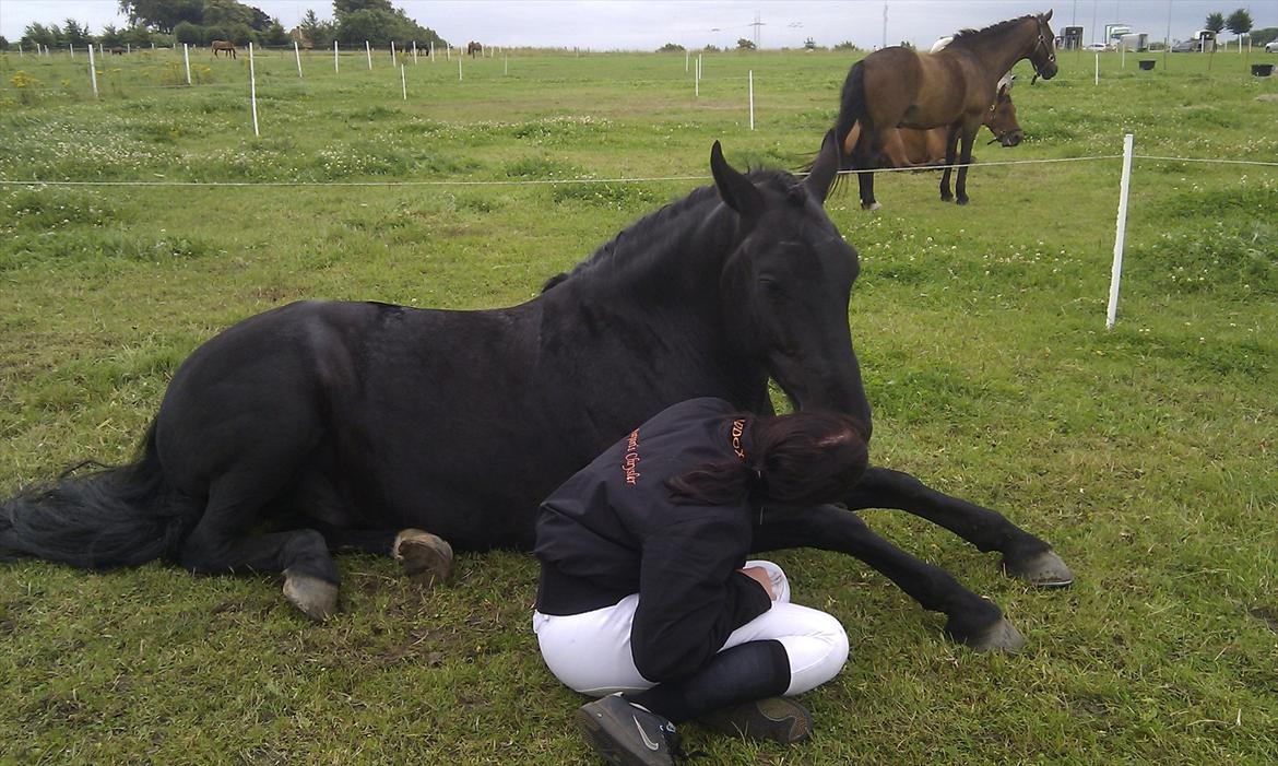 Welsh Cob (sec D) Carport's Chrysler - Afslapning til Ponyuge. billede 16