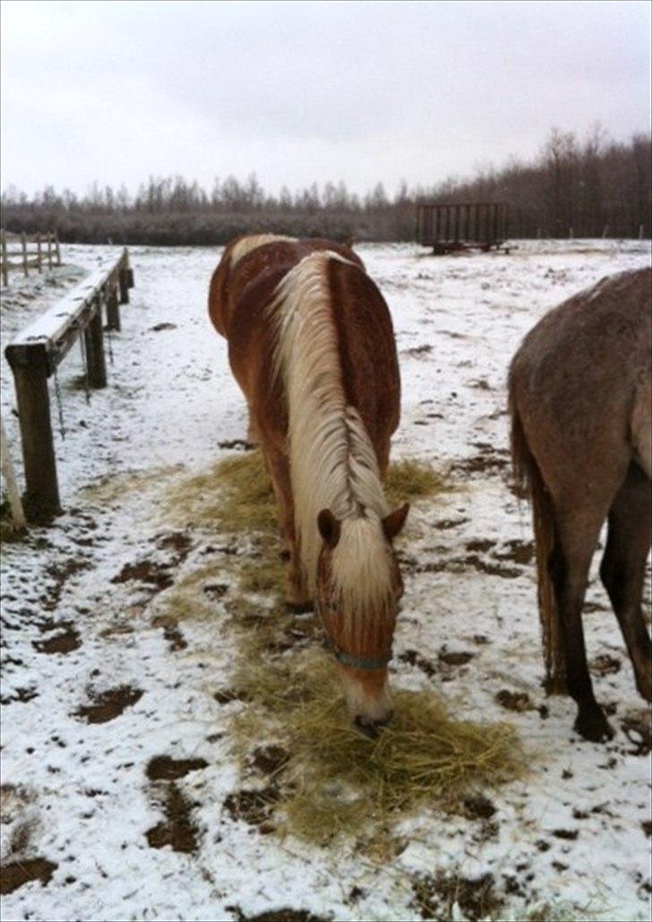 Haflinger Absalon Gasse - sne morgen d. 31-3-2012 billede 18