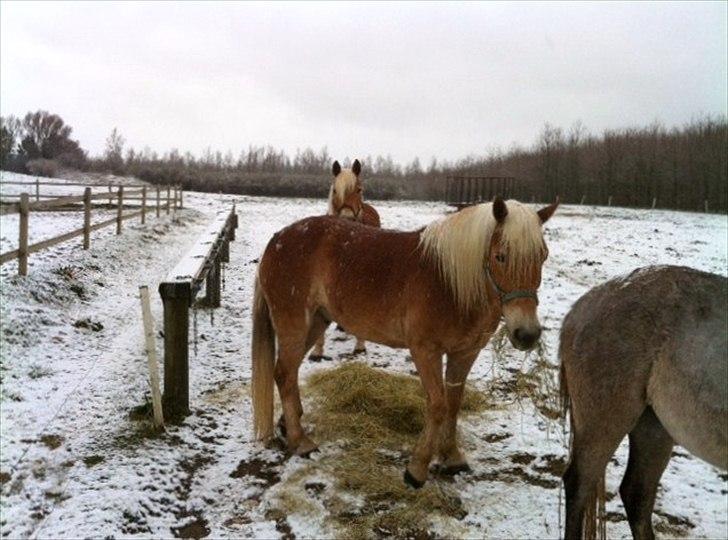 Haflinger Absalon Gasse - sne morgen d. 31-3-2012 billede 19