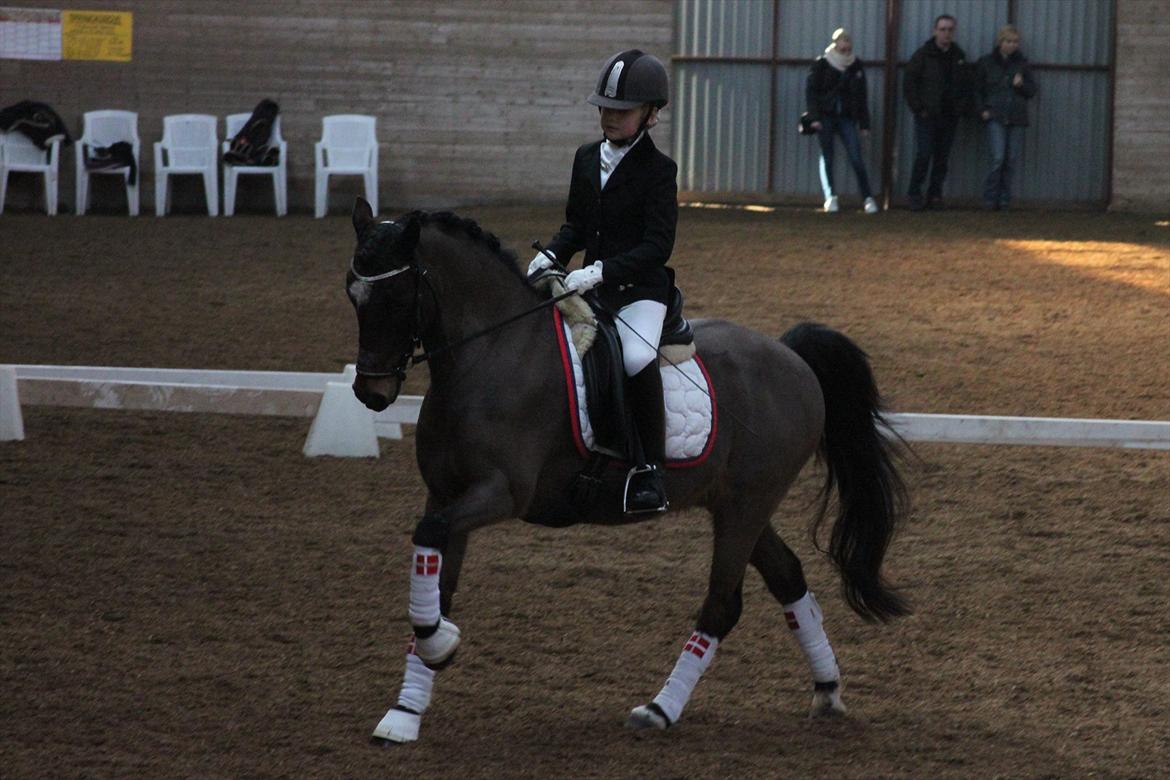 Anden særlig race Mr. Quickly B-pony - Stævne :) 
 billede 4