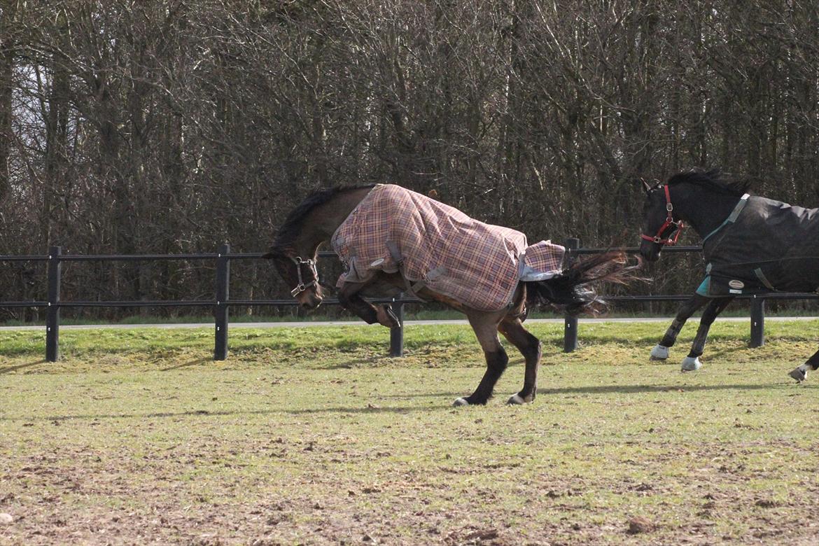 Anden særlig race Mr. Quickly B-pony billede 8