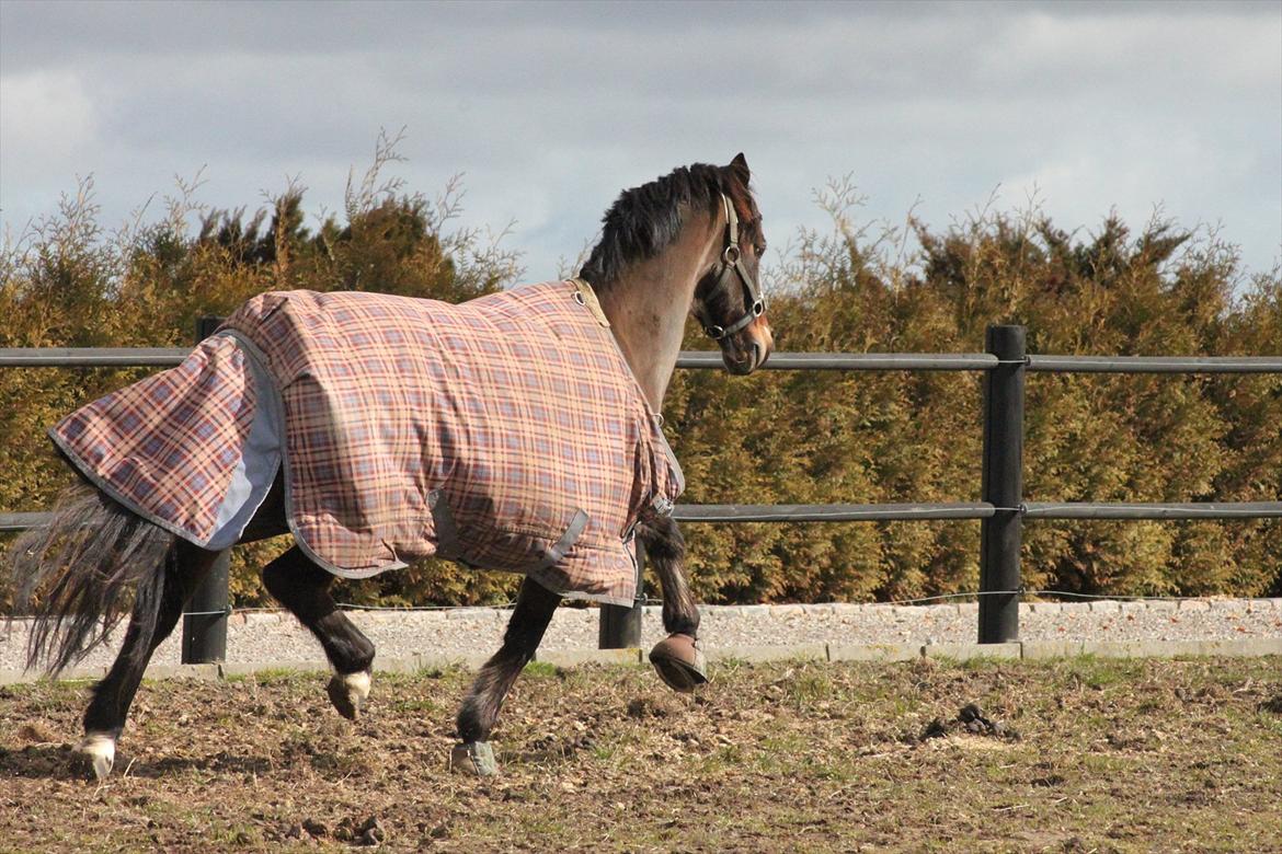 Anden særlig race Mr. Quickly B-pony billede 5