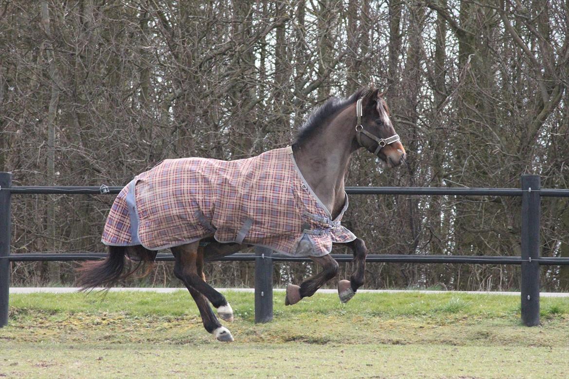 Anden særlig race Mr. Quickly B-pony billede 6