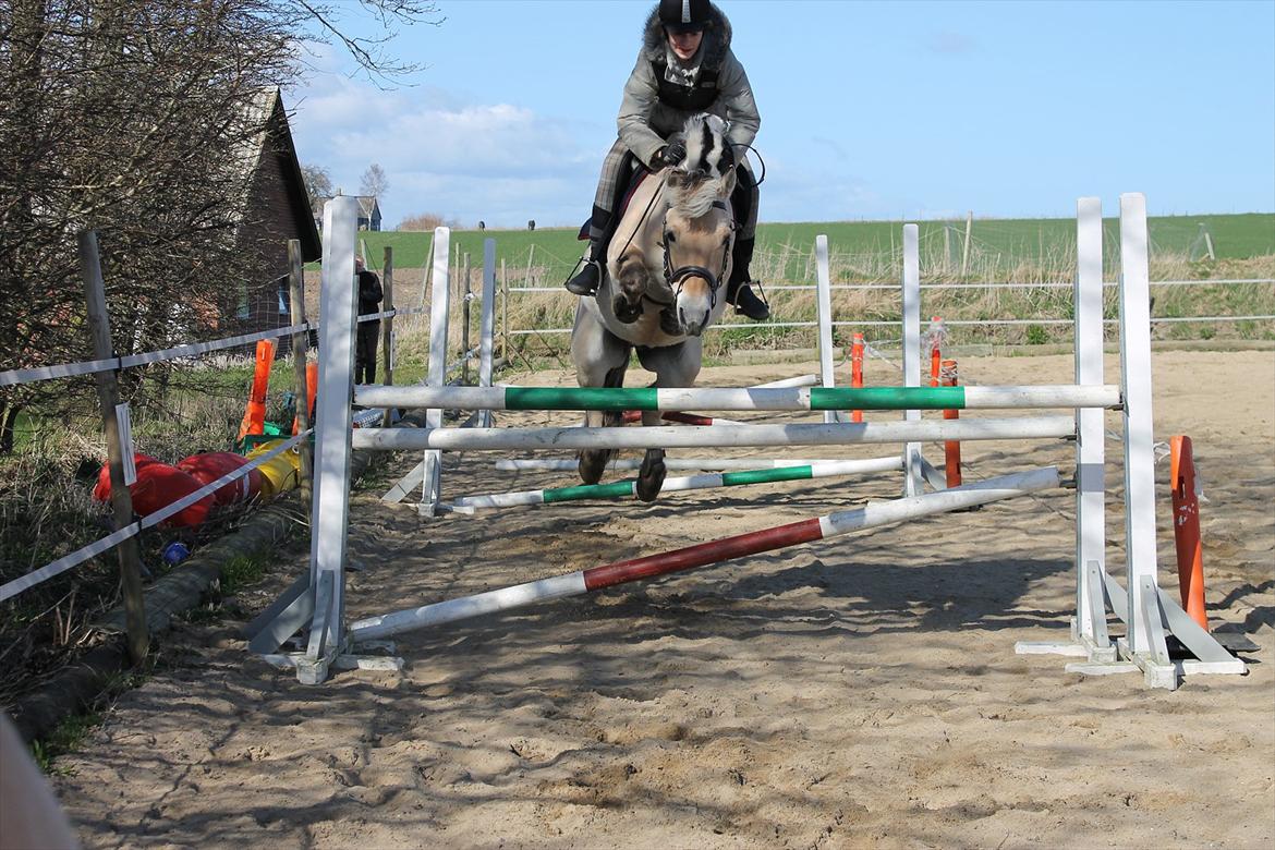 Fjordhest Staldbines Tjalfe *HIMMEL HEST* - Mig og skøne Tjalfe springer 120cm.!! Så stolt!<3:*.. Taget af: Sofie Person Breindahl!!:* billede 19