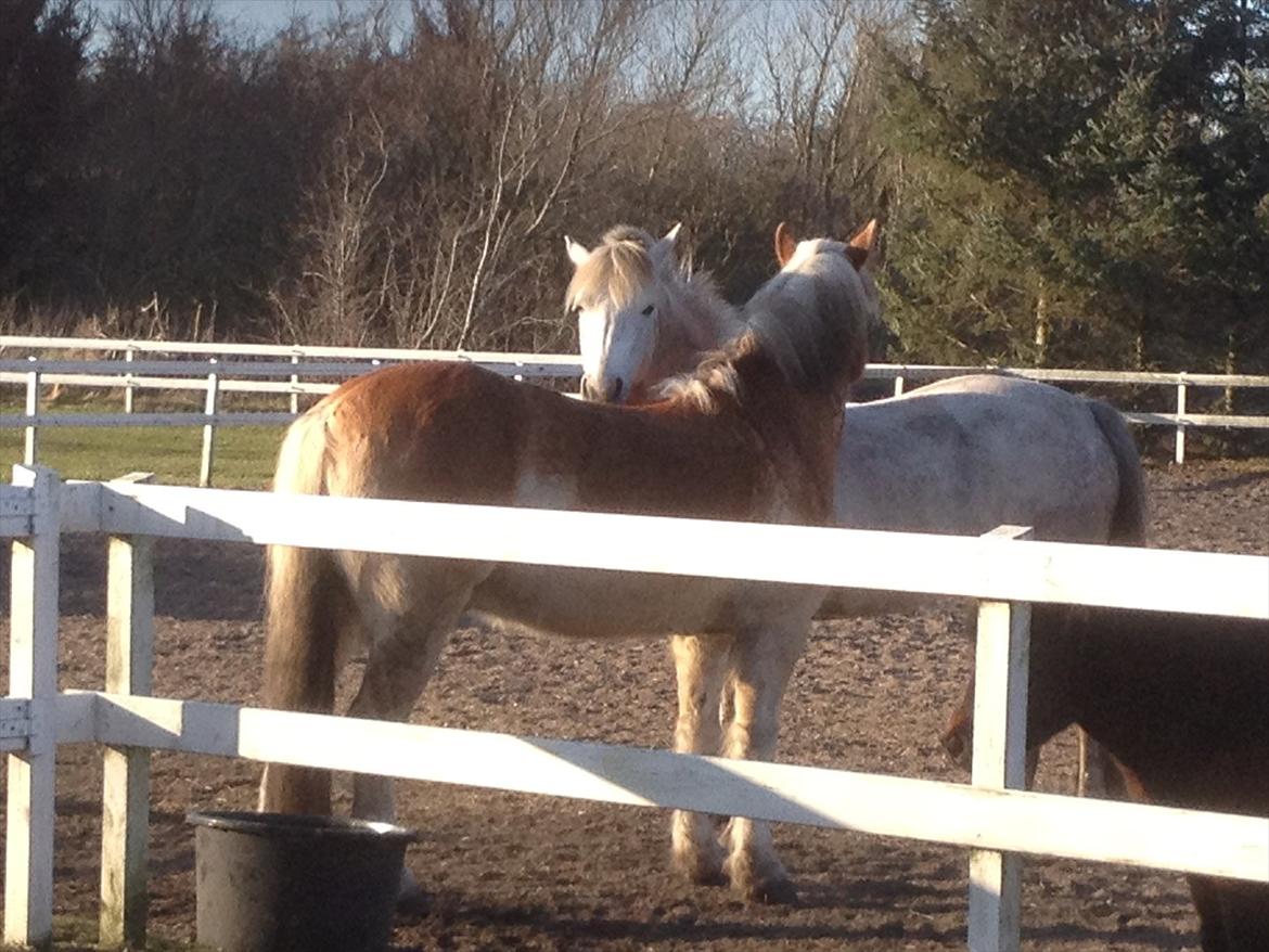 Haflinger Sir Toby billede 11