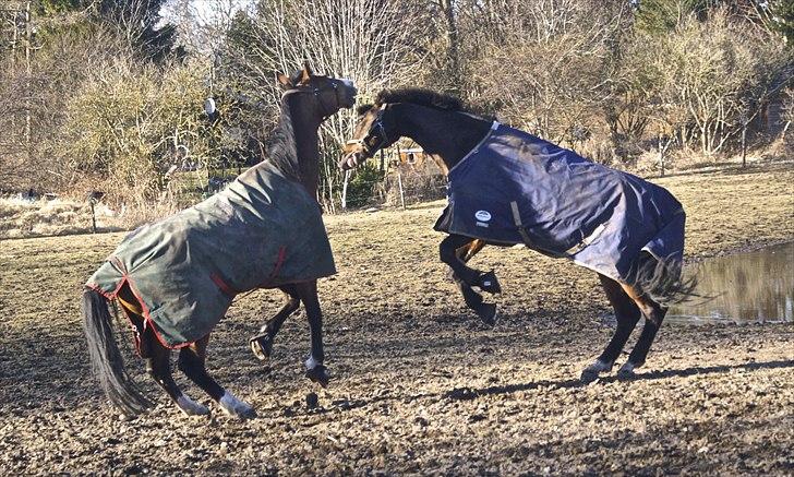 Dansk Varmblod Jako's Attaman billede 10