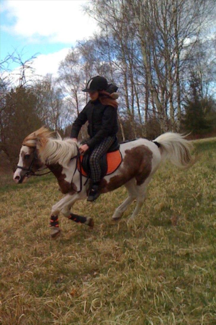 Pinto Araber Düchess - Galop <33
Foto: Sara! :-DD billede 14