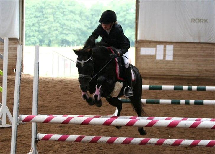 Welsh Partbred (Sec F) Wendy Van De Gezandebaan billede 18