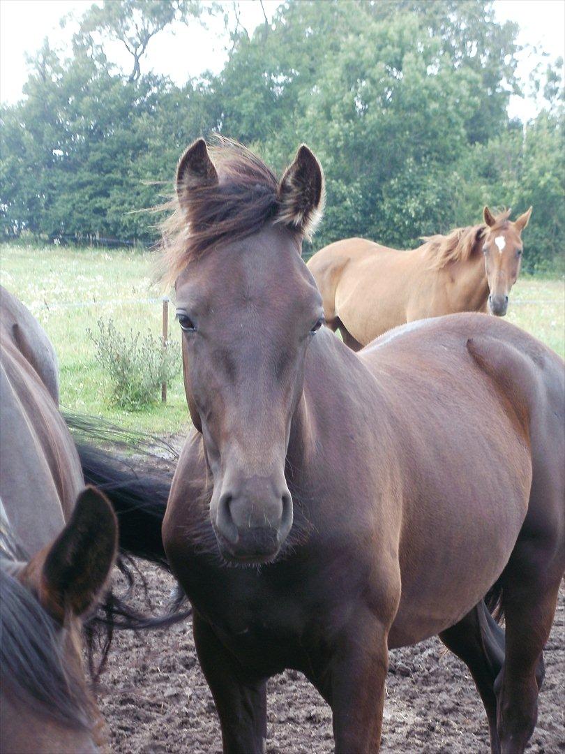 Anden særlig race Engbæks Lurifax billede 1