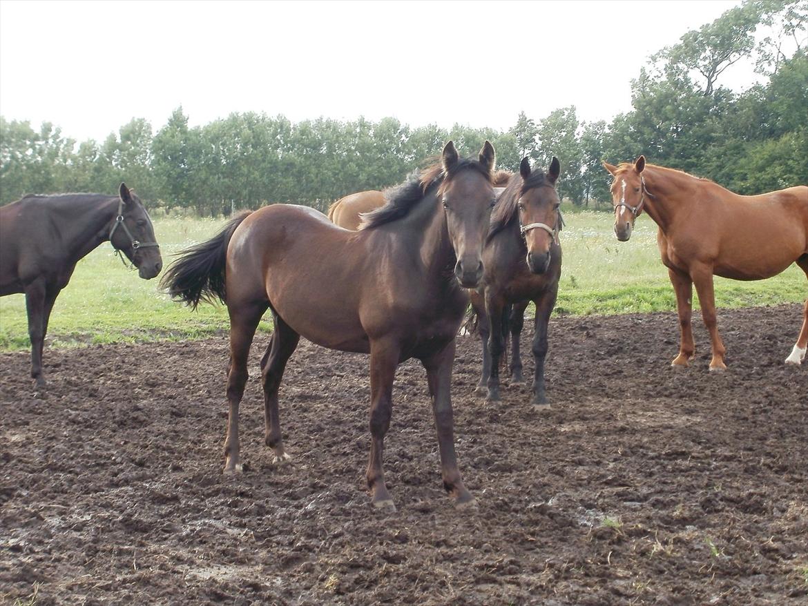 Anden særlig race Engbæks Lurifax billede 2
