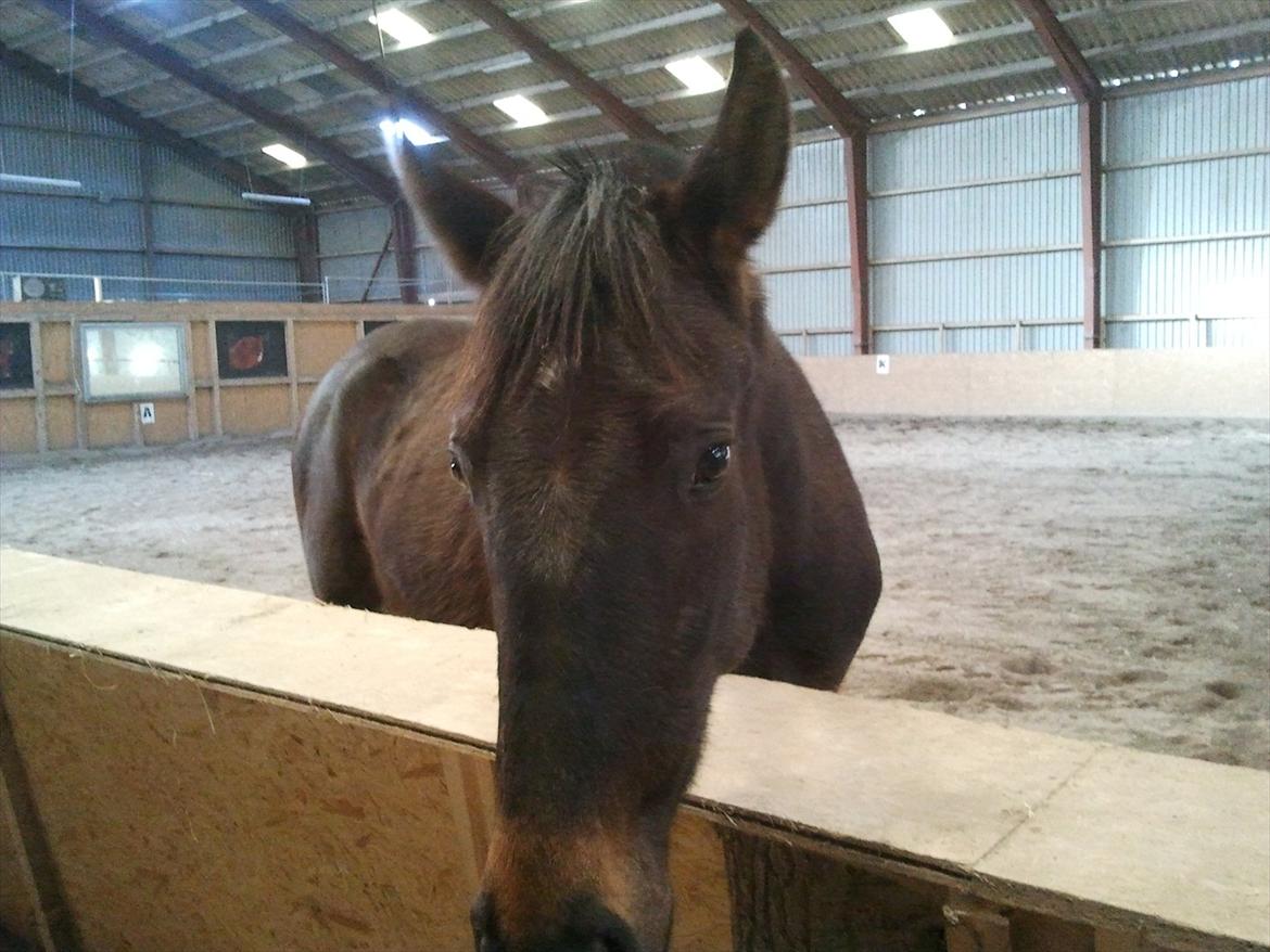 Oldenborg Akeem <3 - Mmh har du noget til MIG :D billede 20