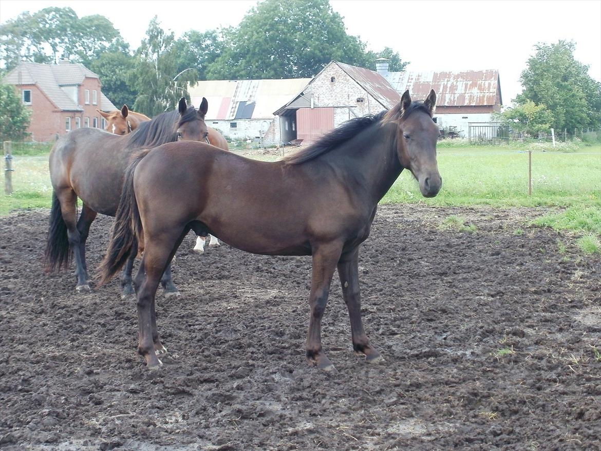 Anden særlig race Engbæks Lurifax billede 3