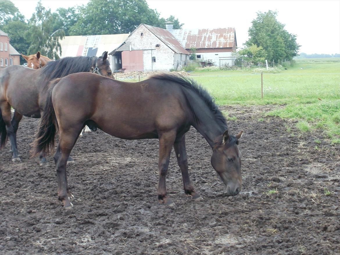 Anden særlig race Engbæks Lurifax - 1½ år  billede 4