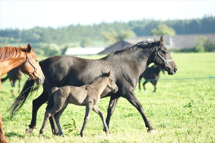 Anden særlig race Engbæks Lurifax - Lille og ny :-) billede 5