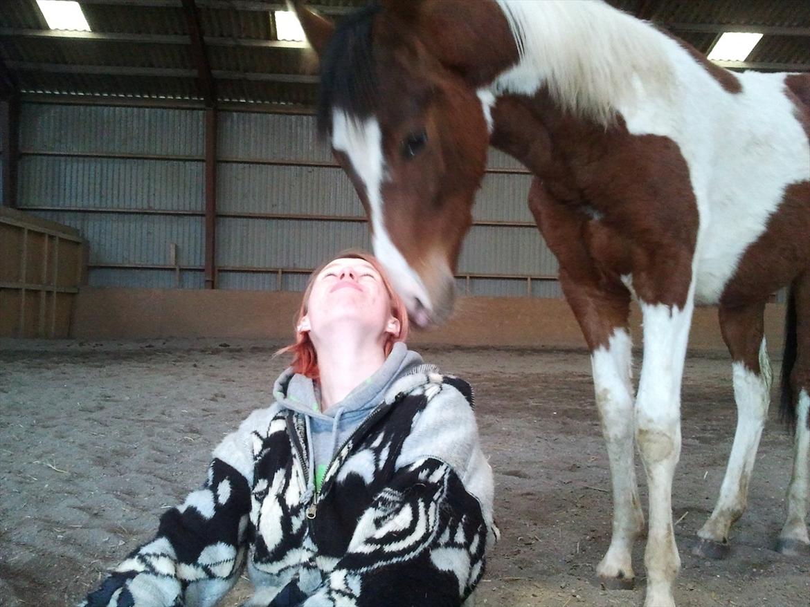 Pinto Honey Blossom Shiela billede 8