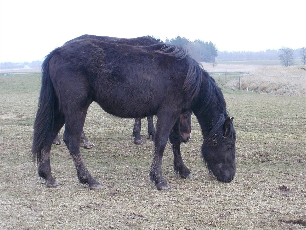 Anden særlig race Engbæks Lurifax - bamse i vinterpels!! billede 6
