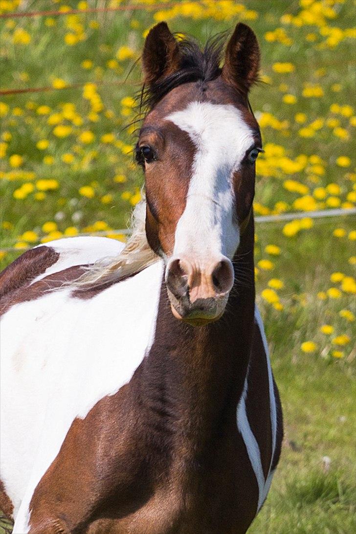 Pinto Berlian Kasar - April 2011 billede 7