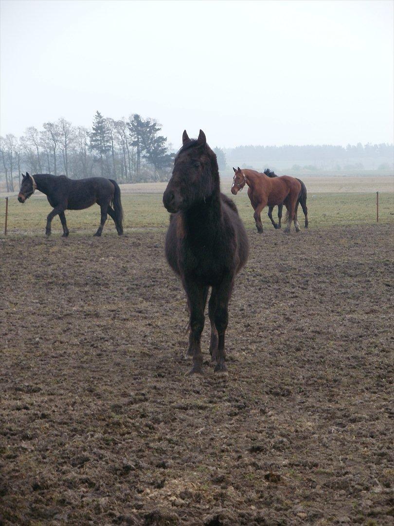 Anden særlig race Engbæks Lurifax billede 7